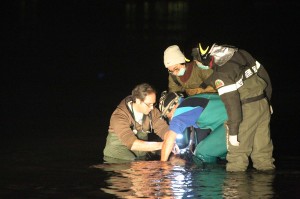 RAVENNA 19/01/2013. OPERAZIONI DI SALVATAGGIO DI UN DELFINO A LIDO DI DANTE